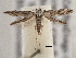  ( - BIOUG09821-C03)  @14 [ ] CreativeCommons - Attribution (2014) CBG Photography Group Centre for Biodiversity Genomics