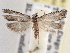  (Eucosma subminimana - BIOUG09821-G04)  @14 [ ] CreativeCommons - Attribution (2014) CBG Photography Group Centre for Biodiversity Genomics