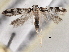  ( - BIOUG09821-H03)  @13 [ ] CreativeCommons - Attribution (2014) CBG Photography Group Centre for Biodiversity Genomics