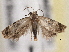  ( - BIOUG09821-H04)  @11 [ ] CreativeCommons - Attribution (2014) CBG Photography Group Centre for Biodiversity Genomics