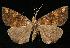  (Hypena pieruvialis - 06-CRBS-0108)  @14 [ ] CreativeCommons - Attribution (2010) Unspecified Centre for Biodiversity Genomics