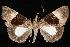  (Hypena gaudialis - 06-CRBS-0121)  @14 [ ] CreativeCommons - Attribution (2010) Unspecified Centre for Biodiversity Genomics