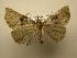  (Hypena drucealis - 07-CRBS-894)  @14 [ ] Unspecified (default): All Rights Reserved  Unspecified Unspecified