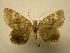  (Hammaptera Malaise7763 - 07-CRBS-938)  @14 [ ] Unspecified (default): All Rights Reserved  Unspecified Unspecified