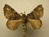  (Olceclostera brama - 07-CRBS-950)  @13 [ ] Unspecified (default): All Rights Reserved  Unspecified Unspecified