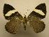  (Hagnagora anicata - 07-CRBS-1039)  @14 [ ] Unspecified (default): All Rights Reserved  Unspecified Unspecified