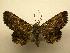  (Helia homopteridia - 08-CRBS-042)  @14 [ ] Unspecified (default): All Rights Reserved  Unspecified Unspecified