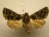  (Heterochroma beryllus - 07-CRBS-1176)  @14 [ ] Unspecified (default): All Rights Reserved  Unspecified Unspecified