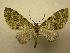  (Rhopalodes univormis - 07-CRBS-1228)  @14 [ ] Unspecified (default): All Rights Reserved  Unspecified Unspecified