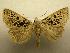  (Herminodes tessellata - 07-CRBS-1234)  @14 [ ] Unspecified (default): All Rights Reserved  Unspecified Unspecified