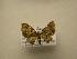  (Phaludia sp. CR1 - 08-CRBS-104)  @14 [ ] Unspecified (default): All Rights Reserved  Unspecified Unspecified