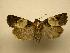  (Hampsonodes naevia - 08-CRBS-134)  @14 [ ] Unspecified (default): All Rights Reserved  Unspecified Unspecified