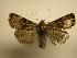  (Hampsonodes mastoidesDHJ01 - 08-CRBS-140)  @15 [ ] Unspecified (default): All Rights Reserved  Unspecified Unspecified