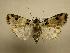  (Hampsonodes sp.CR3 - 08-CRBS-141)  @15 [ ] Unspecified (default): All Rights Reserved  Unspecified Unspecified