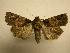  (Hampsonodes sp - 08-CRBS-150)  @15 [ ] Unspecified (default): All Rights Reserved  Unspecified Unspecified