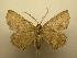  (Isochromodes brumosa - 08-CRBS-178)  @14 [ ] Unspecified (default): All Rights Reserved  Unspecified Unspecified