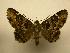  (Coenipeta parilis - 08-CRBS-182)  @14 [ ] Unspecified (default): All Rights Reserved  Unspecified Unspecified