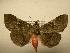  (Ypsora homochroa - 08-CRBS-300)  @14 [ ] Unspecified (default): All Rights Reserved  Unspecified Unspecified