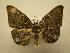  (Saccoploca hendida - 08-CRBS-376)  @11 [ ] Unspecified (default): All Rights Reserved  Unspecified Unspecified