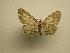  (Hymenomima Sullivan1811 - 08-CRBS-387)  @13 [ ] Unspecified (default): All Rights Reserved  Unspecified Unspecified