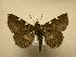  (Antiblemma sp. CR12 - 08-CRBS-551)  @11 [ ] Unspecified (default): All Rights Reserved  Unspecified Unspecified