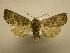  (Hypotrix carneigera - 08-CRBS-798)  @14 [ ] Unspecified (default): All Rights Reserved  Unspecified Unspecified