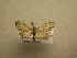  (Eupithecia sp. CR47 - 08-CRBS-1002)  @11 [ ] Unspecified (default): All Rights Reserved  Unspecified Unspecified