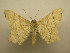  (Macaria achetata - 09-CRBS-212)  @14 [ ] Unspecified (default): All Rights Reserved  Unspecified Unspecified