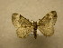  (Euphyia albipennis - 09-CRBS-580)  @13 [ ] Unspecified (default): All Rights Reserved  Unspecified Unspecified