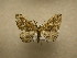  (Xanthorhoe Sullivan2533 - 09-CRBS-588)  @13 [ ] Unspecified (default): All Rights Reserved  Unspecified Unspecified
