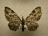  (Eupithecia Sullivan4080 - 09-CRBS-589)  @13 [ ] Unspecified (default): All Rights Reserved  Unspecified Unspecified