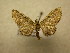  (Eupithecia Sullivan8002 - 09-CRBS-595)  @13 [ ] Unspecified (default): All Rights Reserved  Unspecified Unspecified