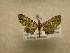  (Eupithecia Sullivan2534 - 09-CRBS-596)  @13 [ ] Unspecified (default): All Rights Reserved  Unspecified Unspecified