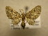  (Eupithecia Sullivan8003 - 09-CRBS-607)  @14 [ ] Unspecified (default): All Rights Reserved  Unspecified Unspecified