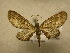  (Eupithecia Sullivan5023 - 09-CRBS-609)  @14 [ ] Unspecified (default): All Rights Reserved  Unspecified Unspecified