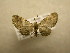  (Eupithecia Sullivan2335 - 09-CRBS-611)  @13 [ ] Unspecified (default): All Rights Reserved  Unspecified Unspecified