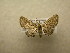  (Eupithecia Sullivan8006 - 09-CRBS-615)  @13 [ ] Unspecified (default): All Rights Reserved  Unspecified Unspecified