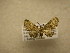  (Eupithecia Sullivan8008 - 09-CRBS-619)  @13 [ ] Unspecified (default): All Rights Reserved  Unspecified Unspecified