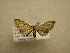  (Eupithecia Sullivan8009 - 09-CRBS-621)  @12 [ ] Unspecified (default): All Rights Reserved  Unspecified Unspecified