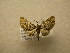  (Eupithecia Sullivan625 - 09-CRBS-625)  @11 [ ] Unspecified (default): All Rights Reserved  Unspecified Unspecified
