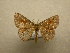  (Cyclophora Sullivan8412 - 09-CRBS-671)  @13 [ ] Unspecified (default): All Rights Reserved  Unspecified Unspecified