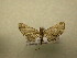  (Eupithecia Sullivan8007 - 09-CRBS-680)  @12 [ ] Unspecified (default): All Rights Reserved  Unspecified Unspecified