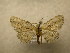  (Odysia venusta - 09-CRBS-695)  @13 [ ] Unspecified (default): All Rights Reserved  Unspecified Unspecified