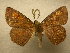  (Oenoptila Malaise6196 - 09-CRBS-734)  @13 [ ] Unspecified (default): All Rights Reserved  Unspecified Unspecified