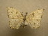 (Saccoploca hendidaDHJ01 - 09-CRBS-751)  @13 [ ] Unspecified (default): All Rights Reserved  Unspecified Unspecified