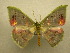  (Rhodochlora exquisita - 10-CRBS-002)  @14 [ ] Unspecified (default): All Rights Reserved  Unspecified Unspecified