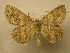  (Isochromodes fraterna - 10-CRBS-045)  @15 [ ] Unspecified (default): All Rights Reserved  Unspecified Unspecified