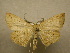  (Isochromodes carbina CR3 - 10-CRBS-048)  @11 [ ] Unspecified (default): All Rights Reserved  Unspecified Unspecified