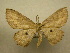  (Cyclophora Sullivan9861 - 10-CRBS-082)  @14 [ ] Unspecified (default): All Rights Reserved  Unspecified Unspecified
