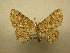  (Isochromodes caletraSullivan0993 - 10-CRBS-083)  @14 [ ] Unspecified (default): All Rights Reserved  Unspecified Unspecified